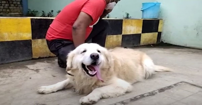  Great story: this brave dog managed to save about 150 people from a fire with his bark