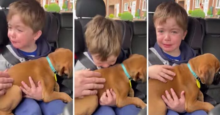  Touching scene: this little boy couldn’t hold back his tears when he was given a new pet