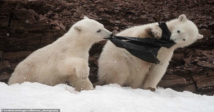  This is what littering can cause: these poor polar bears try to eat plastic bags