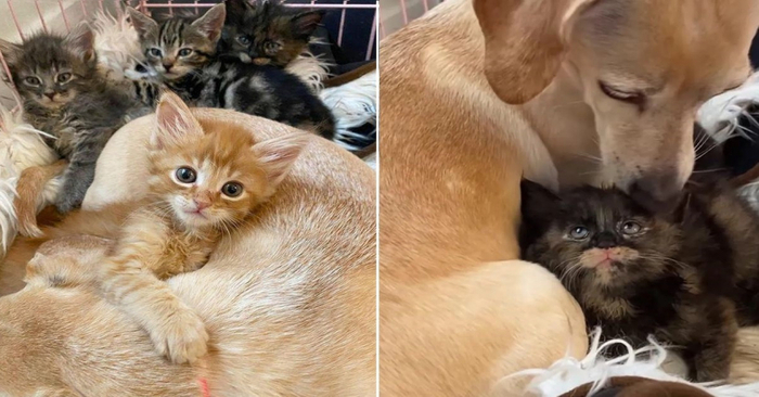  These 5 adorable kittens enjoyed the motherly love of a dog who loved babies