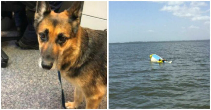  Great story: this sweet and loyal dog swam to the shore for 11 hours to find help for his owner