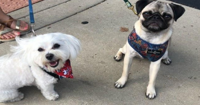  These two neighborhood dogs had become so close that their owners arranged to meet almost every day