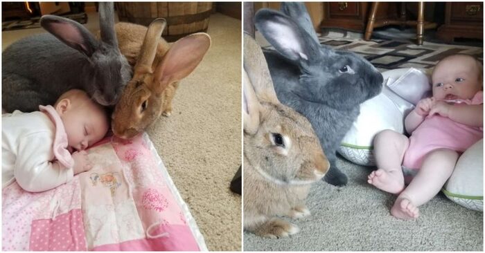  The best nannies: this wonderful couple of rabbits really enjoyed taking care of their little baby