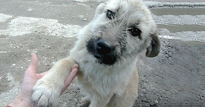  Heartwarming story: this poor dog shakes the hand of the savior who saved his life with his paw