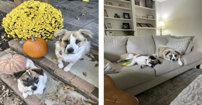  A kind and caring owner adopted a new friend from the shelter for her blind dog and they became inseparable