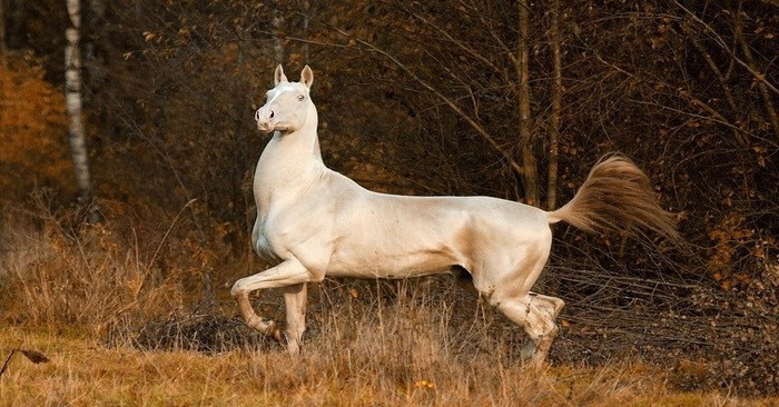  What a unique appearance: this gorgeous horse has shiny skin, which is a rare breed