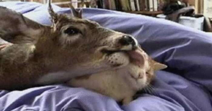  This wonderful story tells how a little cat started caring for an orphaned deer