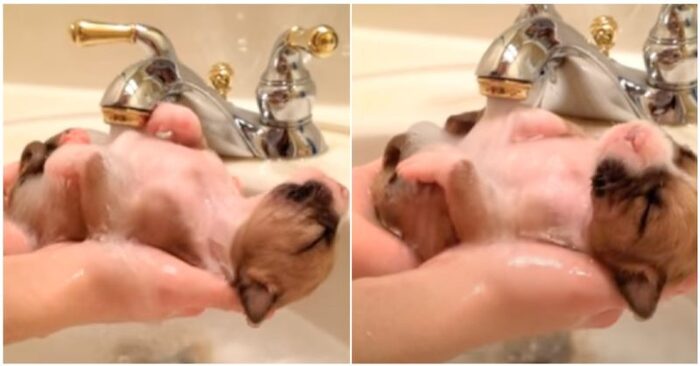  The cute little rescued puppy was enjoying a rest and a warm bath in the sink