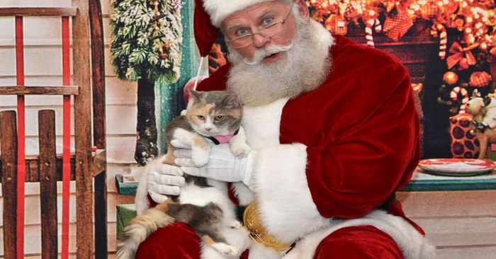  Very cute scene: this little cat approached a man dressed as Santa and didn’t want to leave
