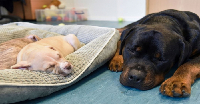  What a touching and beautiful sight: this blind Rottweiler became a real father of two puppies