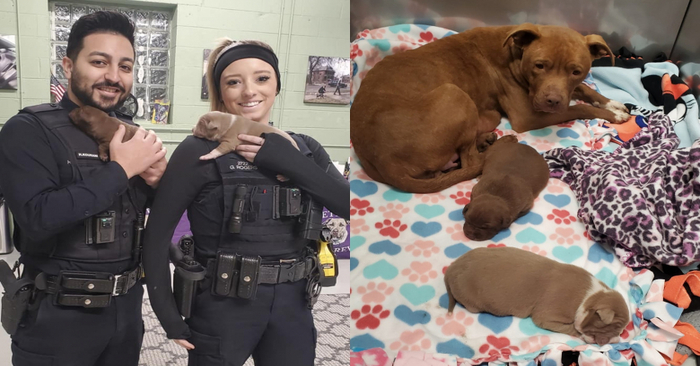  Amazing story: these 2 police officers did the most necessary for a dog and her puppies left in an abandoned house