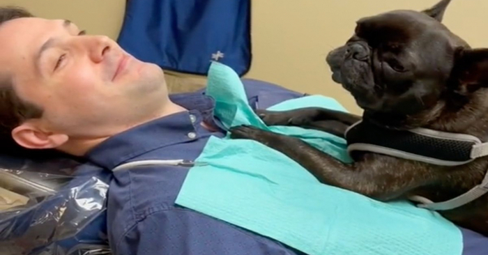  What a great story: this little dog became a dentist’s assistant and helped people relax