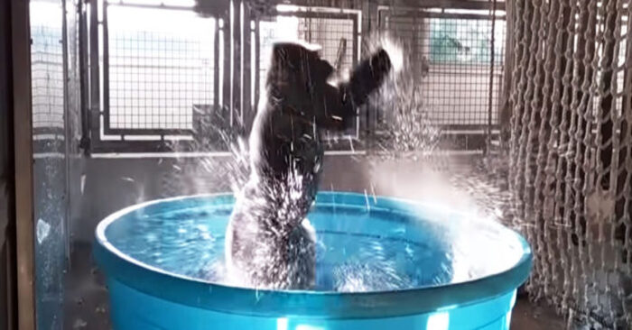  Funny scene: this baby gorilla is just enjoying the shower and dancing non-stop under the water