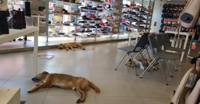  Amazing story: this shoe store didn’t close the doors to the street dogs to let them in and not get cold outside