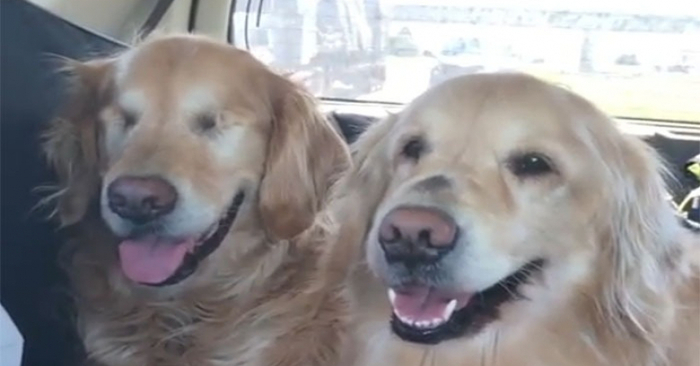  A unique closeness: this dog was a wonderful and loyal guide for her blind friend-dog