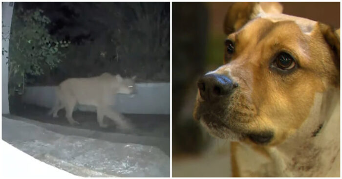  What a brave act: this dog incessantly pursues a mountain lion to protect his family