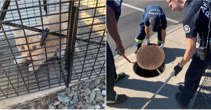  Heroic act: this little cat was stuck in the sewer for almost a week but luckily the firemen rescued him
