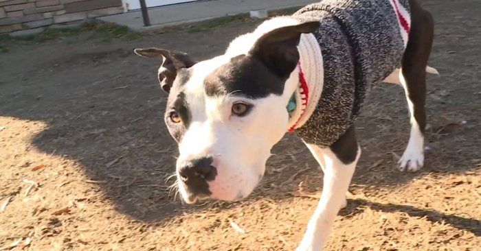  When this wonderful dog got into the shelter, the entire staff was waiting for a Christmas miracle