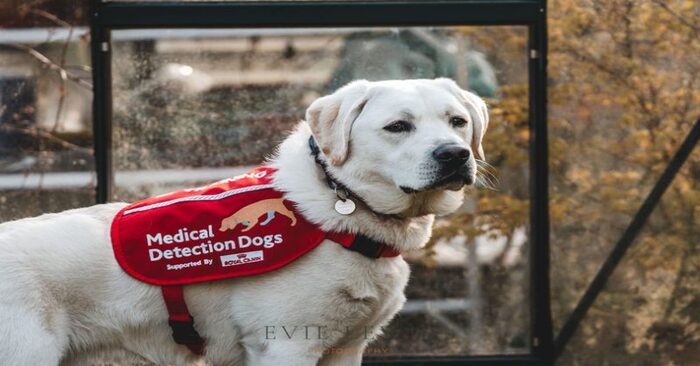  Wonderful story: this volunteer goes out of his way to teach a dog to detect diseases and thereby save lives