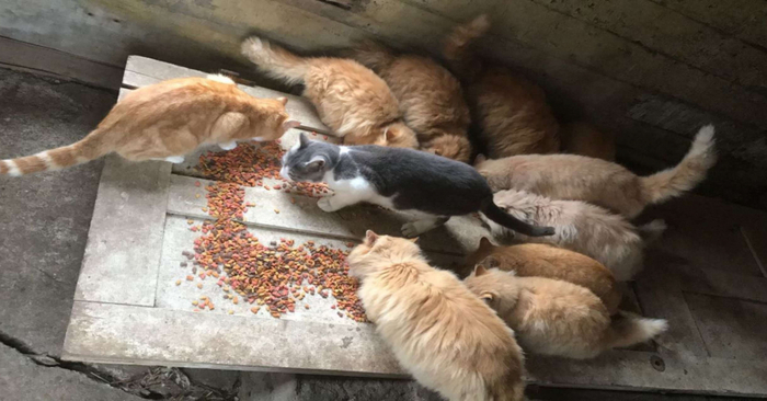  Unexpected discovery: this couple bought a farm and found 15 cats there and decided to take care of them