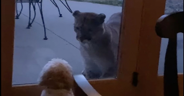  The woman was able to capture the wonderful encounter between her dog and the cougar through the glass