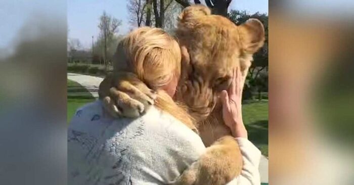  This kind woman took care of two lion cubs: their meeting after years was simply touching