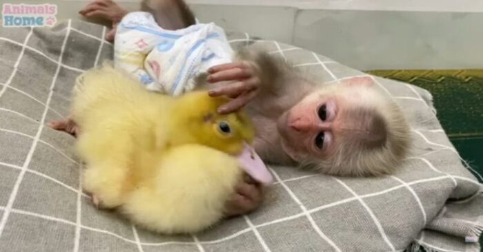  What a cute scene: this little monkey tried his best to put a baby duck to bed