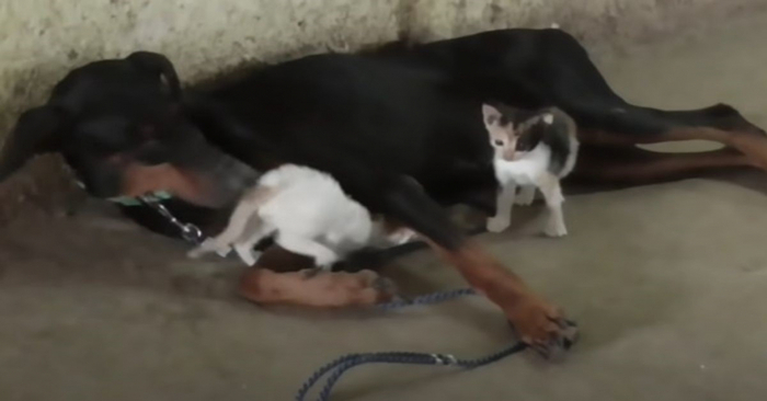  This wonderful Doberman becomes a kind and caring mother for kittens left alone after a miscarriage