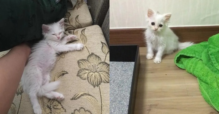 A caring person saved the life of a little cat, now the cat is very calm and happy in the house of his new owner