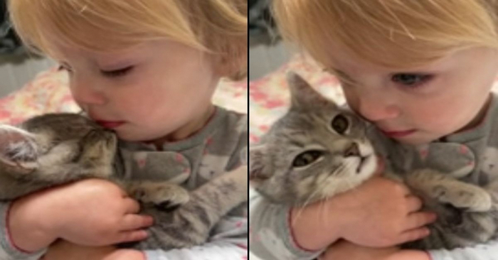  A great story: the little cat that was found under the tree became the child’s inseparable friend
