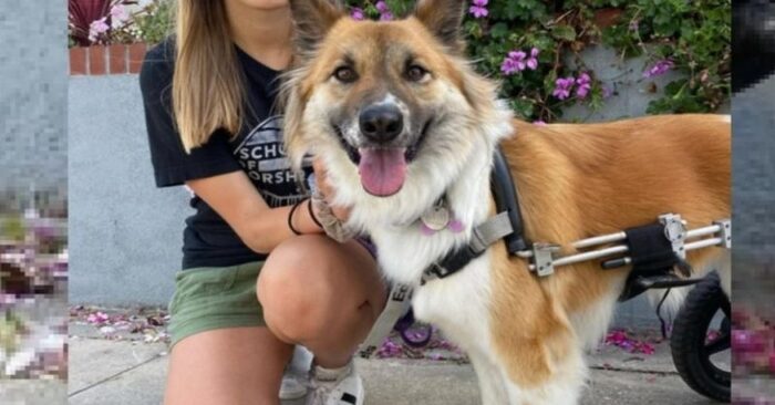  Great decision: this girl, inspired by her disabled dog, decided to start a fund for all disabled dogs