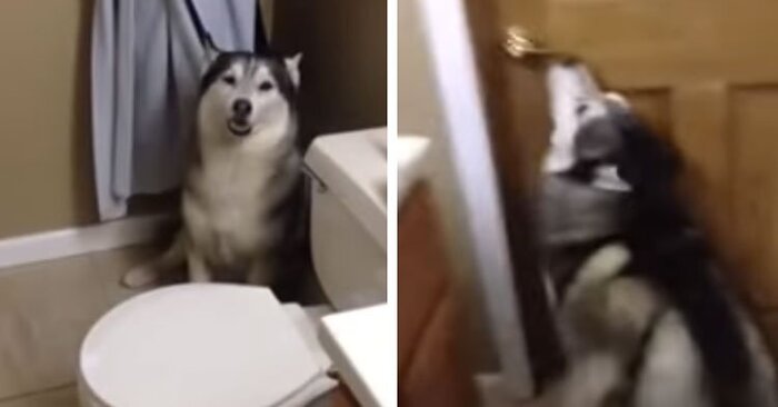  It’s very difficult to convince a husky to do something: here’s another dog that doesn’t want to bathe either