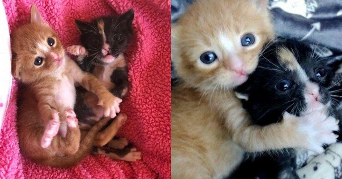  What a heartbreaking sight: these adorable little kittens stayed outside for days cuddling