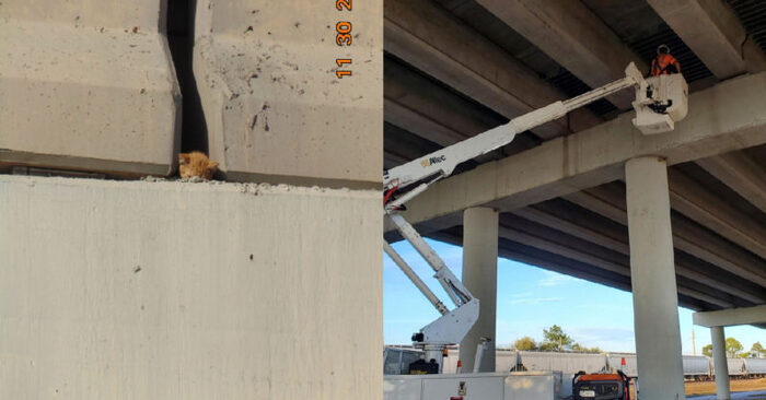  For several hours, rescuers tried to save the cat, which was left on the road bridge