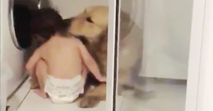  Heartwarming scene: this little child comforts a dog that was scared by a storm with great care