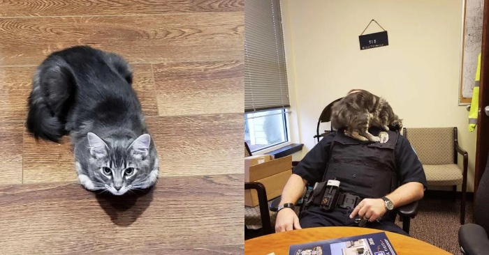  This cat couldn’t be left without an owner, so he had to take the cat with him to work