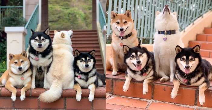  This mischievous dog ruins group shots every time, thanks to which he attracted everyone’s attention
