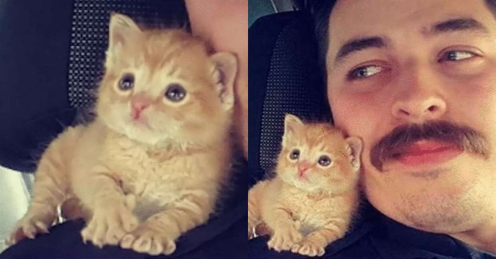  An interesting story: when this kitten grew up, he began to lead and command his police master