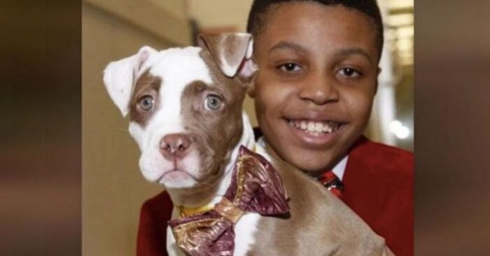  Good story: this 12-year-old boy makes ties for shelter dogs with the hope that they will be adopted afterwards