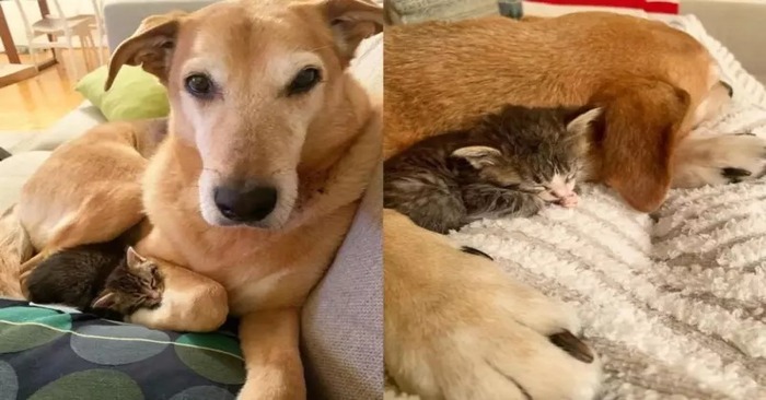  A beautiful scene: these rescued cats became very attached to the dog and considered him as their mother