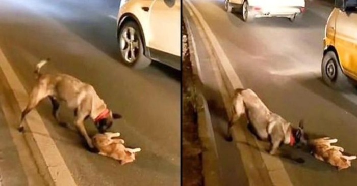  What a heart-wrenching scene: this caring dog risks his life to try to help a cat which was hit by a car