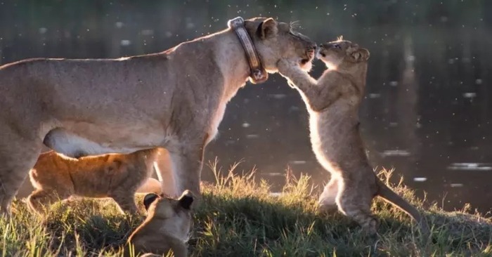  How wonderful the animal world is: here is the scene in which a baby lion tries to kiss his mother