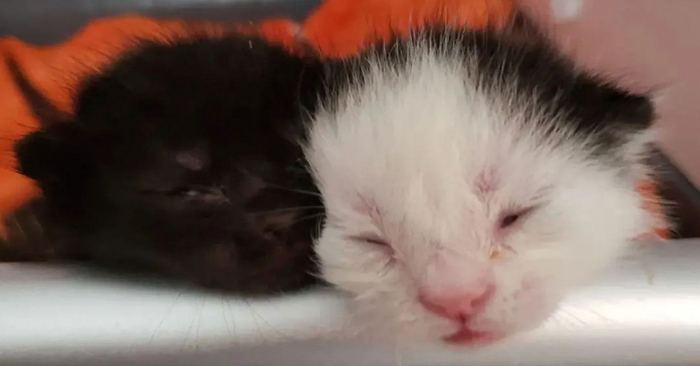  This cute cat with 3 paws was left alone with his sister, but luck smiled on them