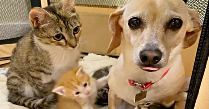  What a wonderful story: this cat became close to the family dog and lets him take care of her kittens