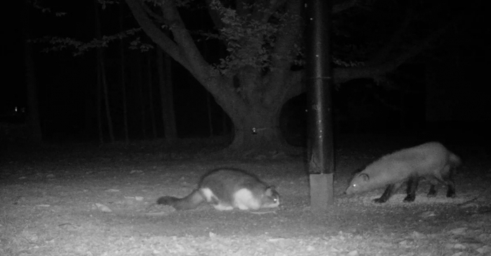  This cat was missing for 2 months, but the camera caught which cat was with the fox