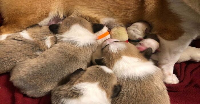  A corgi mother began caring for Labrador puppies that died of medical complications with great care
