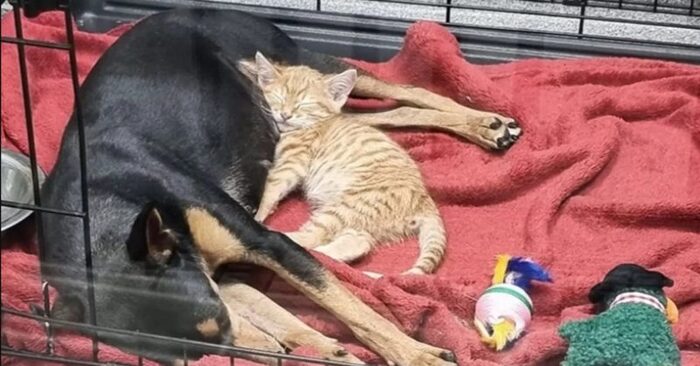  A beautiful story: a caring cat in the vet’s isolation escaped to be next to the dog