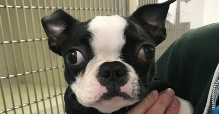  A celebrity: this poor adorable dog with an eyelid anomaly was destined to become famous