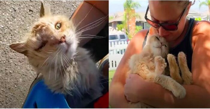  A great meeting: this lonely cat was very happy and kept kissing his new owner