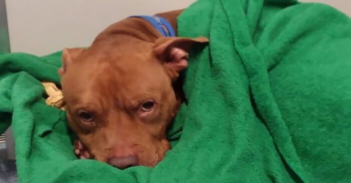  This shelter dog can’t sleep until he’s snuggled up, now he’s looking for a loving family